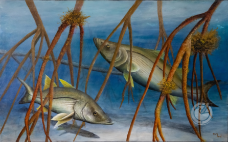 Snook are found in warm coastal waters in the western Atlantic Ocean, from the United States, mainly Florida, down to South America.