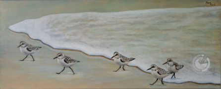 Sanderlings are charming and highly energetic small shorebirds found in coastal habitats worldwide.