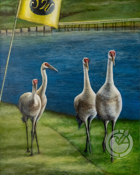 Sandhill cranes strolling across a golf course create a picturesque scene where the natural world and human recreation harmoniously converge.