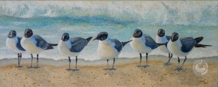 Laughing gulls are social birds often seen in flocks, both on beaches and in other coastal and inland habitats.